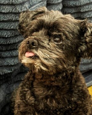 Elan Gale Instagram - Happy 9th birthday to the pup who keeps both me and Molly sane(ish), Pikachu! we love you!!!