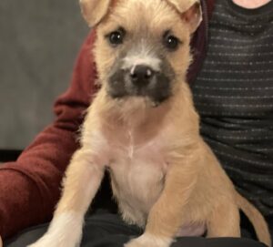 Elias Harger Instagram - My heart is full! We welcomed a new puppy into our family. She’s 2 months old. We named her Gingersnap.