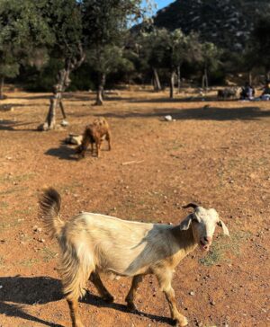 Elif Özkul Instagram - Önümde deniz,arkamda zeytinlik, gün batımında gelen keçiler:) 🐐🐐 burası Marmaris’in cennet köşesi olabilir💚