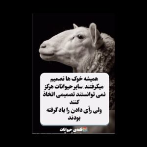 Elizabeth Amini Instagram - پست دیروز کمی ناقص  پست شده بود عذر میخوام دقت نکردم ! دانایی مهمان خانه‌هایتان 🙏🦋
به جای رای به علفهای هرز و خانه خراب کن ، درختی میکارم که پناه و سایهٔ وطنم و هموطنم باشد!
#بجای_رای_درخت_میکارم
 #ریاست_جمهوری_دروغ_رژیم_اسلامیست
#رژیم_دزد_متقلب_دروغگو 
#اصلاح_طلب_اصولگرا_دیگه_تمومه_ماجرا 
#رای_من_سرنگونی 
#ننگ_برشماعادی_نمایان_شروبدبختی
#شرم_برشمافراموشکاران
#نفرین_برشماعادینمایان 
#من_رای_نمیدهم 
#ایرانی_به_حکومت_ضدایرانی_رای_نمیدهد 
#ایران_تنهایک_مسلمان_داردواوفاطمه_سپهری_است 
#جمهوری_تبهکار_اسلامی_دشمن_ایران_وایرانی 
#اسلام_مساوی_با_دروغ_و_جنایت 
#چشمتون_کورکه_بوقت_قیام_خاکستری_وخاموش_ماندید!!!
#ننگ_برقشرخاکستری 
#نه_به_جمهوری_اسلامی👎 
#ننگ_برقشرخاموش_ایران
#فقروفسادواعتیادسوغات_جمهوری_اسلامی
#لعنت_بر_جمهوری_فاشیستی_اسلامی_و_طرفداران_مزدورش 
#مرگ_برشورشیان_۵۷ 
#مرگ_بر_اصل_ولايت_فقيه 
#زن_زندگی_آزادی 
#الیزابت_امینی
‏#elizabethamini_iranianactress 
‏#woman_life_freedom 
‏#mahsaamini 
‏#we_hate_islamic_regime 
‏#down_with_khamenei
#irgcterrorists