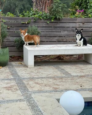 Elizabeth Craft Instagram - Nacho and Daisy say Happy National Dog day! These puppies changed my life! #happierinhollywood
