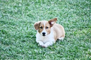 Elizabeth Craft Instagram - Meet Nacho Shaggy Fierro! #happierinhollywood #happierpodcast
