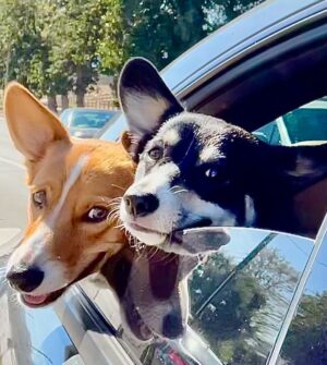 Elizabeth Craft Instagram - On the way to the dog park. Corgi bliss. #happierinhollywood