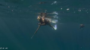 Elizabeth Frances Instagram - Adventures with ➡️@spearfishingbaja 🧜🏽‍♀️✨ This crew and these peeps were top notch. 

📷: @nigma_micki 

And these peeps get me pumped every time: ✨✨
@riffe_international for my pew pew 
@mericspearfishing   @leaderfins for my shiny fins
@girlswhospearfish   @socaldivebabes for mah seasterhood 
@surffur for my warmth @suuntodive for my depth @justgetwet_ for my big ol smile from my mer folk 

#sandiego to #cabo #justgetwet #socaldivebabes #spearfishing #divecabo #divedeep #oceanlife #sustainability #adventure #explore #mermaid #freedive #aquawoman