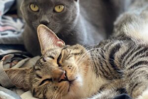 Elizabeth Hales Instagram - 🐈‍⬛ National Cat Day 🐈 
Mia was agreeable to have her picture taken... again.  Ollie, not so much. 👉👉
.
.
.
.
.
.
.
.
.
#nationalcatday #cats_of_instagram #catsofig #catlover #catlife #adoptdontshop #adoptacat #tnr