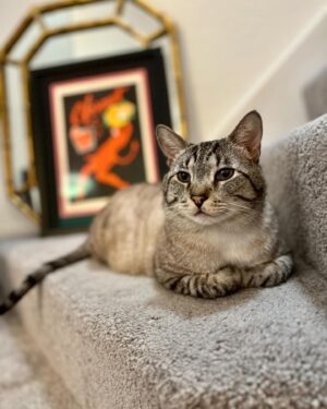 Elizabeth Maxwell Instagram - I’ve been waiting for this little dude to reveal his name to me before I revealed him to you… but he’s been holding back on me lol, and I’ve got too many cute pictures stacking up, so I decided that named or not, it was time!

It is my pleasure to introduce you to the newest member of my household! This lil angel came into my life thanks to the incredible kindness and generosity of some very good people. Lil man was a neighborhood stray who got attacked by two dogs. He was found injured by one neighbor and rushed to the emergency vet. And then another neighbor (and friend of mine) took him in and cared for him as he recovered. When she posted about trying to find him a good home, something deep inside of me whispered with great conviction that he was meant for me. And so I flew out to Long Beach and brought him home, and he’s been charming every heart in Austin ever since. 

Lil dude is an absolutely singular soul. He loves company, and will follow me around from room to room, chatting away merrily. He has impeccable manners for a former street cat, a remarkably trusting and friendly demeanor, and much to my delight, he was a quick study on the art of snuggling. 

Today happens to be the two year anniversary of Samson’s passing. Adopting a new cat has inevitably resulted in some sometimes difficult and complicated emotions. You never stop missing those you’ve lost. But I am so glad I opened my heart to new possibilities, because I love this lil dude, and I love being loved by him. 

If seeing these pictures gives you any sparks of inspiration on a name, please feel free to share! It’s been hard to find one that sticks! He is handsome and striking, but also a cheese ball and a love bug, and landing on something that encapsulates all of that has been haaaard 😩

One last and forever thank you to a neighborhood of incredible, selfless people who brought this amazing soul into my life 🖤🩶🤍