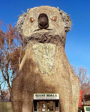 Ella Hooper Instagram - We think the giant koala might be an acid casualty. That intense but unfocused stare.. the fact birds are nesting in his ears. And just out of shot, across the road, just under the vacant jetstream of his gaze, is a free range turkey ranch. No shit. Those things are HUGE! 🦃 🐨 Thanks for a great night Horsham. Second last show with my love, my witchy sis, @melodyjanepool #regionaltour #giantkoala #hesseensomethingsman
