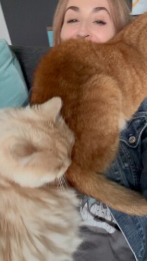 Elle Newlands Instagram - I’ve got 99 problems and none of them are cats 

#cats
#catsofinstagram 
#catlady 
#love
#ginger