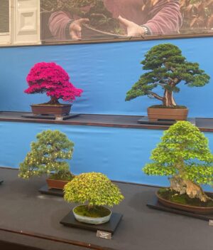 Emer Kenny Instagram - Went to the Chelsea Flower Show & now all I can think about is pink bonsai. 

Thank you for having us @thenewtinsomerset @vanityfairlondon!