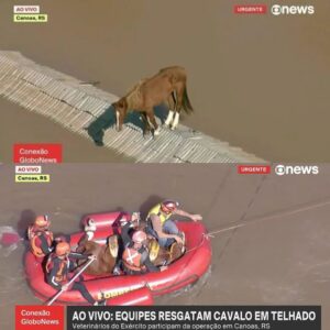 Emiliano D'Ávila Instagram - O cavalo Caramelo foi salvo há poucos instantes no Rio Grande do Sul e se torna um símbolo de representatividade de todos os animais que muitas vezes não conseguimos ver, mas que também sofrem, sentem medo, dor e tristeza. Animais sencientes, que merecem nossa compaixão e respeito. 

Torcemos aqui pela sua recuperação e pelo salvamento de tantas outras vidas, humanas e não humanas. 

Repostado de @sociedadevegetariana

#CavaloCaramelo #SVB #SOSRioGrandeDoSul #TodosPeloRioGrandeDoSul
