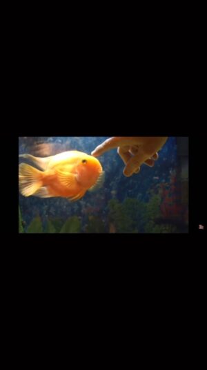 Emiliano D'Ávila Instagram - Nem peixe.

Infelizmente esse peixe está num aquário quando deveria estar livre. Mas o vídeo é apenas para ilustrar que os peixes também se relacionam e desenvolvem afeto. Além disso, também possuem receptores de dor semelhantes a nós mamíferos, comunicam-se, esfregam-se uns nos outros como gatos e até cultivam jardim de algas.

Pense nisso antes do seu almoço de hoje. Para eles, a sexta-feira não é nada santa.

#nempeixe #semanasanta #páscoa #sextafeirasanta #quaresma #jesus #cristo #jesuscristo #ressureição #ressureiçãodecristo #peixe #bacalhau #paixãodecristo #sextafeiradapaixão #aquárioéprisão #nãoaaquários #comidadeverdade #vegetarianismo #veganismo #vegan #vegano #vegetariano #govegan #direitosanimais #meioambiente #sustentabilidade #senciência #etica #empatia #especismo
