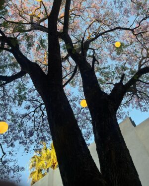 Emiliano Zurita Instagram - Jacarandas, perros, bodas, atardeceres y hombros dislocados 🌅🖤🎆
.
.
Gracias @numusanmiguel por el mejor portero (aunque solo te deje entrar con resqueteo de panza)