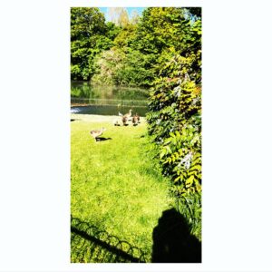 Emily Berrington Instagram - In the park, looking for ducklings to shriek “I LOVE YOU” at (gently)
🐥💛🌳
@gardendayuk #gardenday