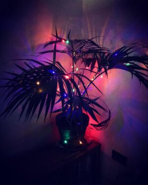 Emily Berrington Instagram - Everyone needs a Christmas palm 🌴