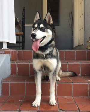 Emily Kokal Instagram - *UPDATE* pooch has met his match! 
Thanks for your support! ———————-
This is Apache and he needs a forever home! 
We think he’s around 6 months old and he is the sweetest, most affectionate and playful husky pup! 
If you’re interested in more on Pache reach out to my friend @anniebeedy who is fostering him, and you can also follow his story on her page. 
He’s a very good boy!