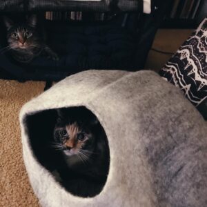 Emily Kokal Instagram - just told these cats about the 2h drive tomorrow