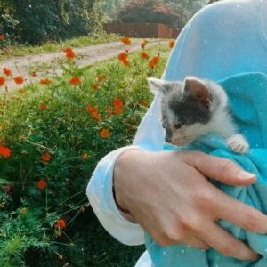 Emily Marie Palmer Instagram - If you haven’t been invested in the Heathcliff Saga, scroll on by — but if you want a very long but very joyful update… here it is. 🐾

One sunny morning last August, we went out to water our garden and were met by a tiny stray kitten. He marched right toward us, meowing the saddest little meow you’ve ever heard. The grass hardly seemed to bend under his meager weight — which the vet later told us was only 1/2 pound. 🥺 

I named the little backyard urchin Heathcliff, and now I will never again listen to Kate Bush’s Wuthering Heights without thinking of those tender, happy Summer days spent nursing this little creature back to health — taking him out on all my garden walks, and letting him sleep in the palm of my hand while I worked. 🥹

From the beginning though, I knew that keeping him was not an option. @joeyciccoline is highly allergic to cats, as are multiple close relatives of ours that we love to host in our home. Even if that weren’t the case, we sometimes have to travel often, and we worried about who we could rely on to care for him. 💔

Fast forward to January. Thanks to the sweet generosity of amazing friends, we had a forever home lined up for little Heathcliff… but things suddenly changed when my highly-cat-allergic sister came to visit. Imagine our surprise when she had ZERO reaction to Heathcliff. We realized that alllllll the allergies Joey had been having off and on had been completely unrelated to him. Somehow this little baby cat that turned up in our yard and stole our hearts ALSO turned out to be a miracle low allergen kitty. 😵

If that was not enough, our dear friend @beckalyn5 has become his beloved home away from home, so we know he’ll be safe   loved whenever we need to be away. 

I know this is a rather long explanation of a rather tiny miracle… but so many of you have been so sweet about following the journey of our little Heathcliff, and I wanted to let you know how things turned out. 

So, it’s official. Heathcliff/Phantom/Ol’ Longbody Ciccoline… welcome to the family! 🥰♥️