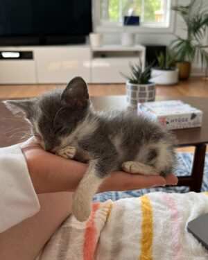 Emily Marie Palmer Instagram - If you haven’t been invested in the Heathcliff Saga, scroll on by — but if you want a very long but very joyful update… here it is. 🐾

One sunny morning last August, we went out to water our garden and were met by a tiny stray kitten. He marched right toward us, meowing the saddest little meow you’ve ever heard. The grass hardly seemed to bend under his meager weight — which the vet later told us was only 1/2 pound. 🥺 

I named the little backyard urchin Heathcliff, and now I will never again listen to Kate Bush’s Wuthering Heights without thinking of those tender, happy Summer days spent nursing this little creature back to health — taking him out on all my garden walks, and letting him sleep in the palm of my hand while I worked. 🥹

From the beginning though, I knew that keeping him was not an option. @joeyciccoline is highly allergic to cats, as are multiple close relatives of ours that we love to host in our home. Even if that weren’t the case, we sometimes have to travel often, and we worried about who we could rely on to care for him. 💔

Fast forward to January. Thanks to the sweet generosity of amazing friends, we had a forever home lined up for little Heathcliff… but things suddenly changed when my highly-cat-allergic sister came to visit. Imagine our surprise when she had ZERO reaction to Heathcliff. We realized that alllllll the allergies Joey had been having off and on had been completely unrelated to him. Somehow this little baby cat that turned up in our yard and stole our hearts ALSO turned out to be a miracle low allergen kitty. 😵

If that was not enough, our dear friend @beckalyn5 has become his beloved home away from home, so we know he’ll be safe   loved whenever we need to be away. 

I know this is a rather long explanation of a rather tiny miracle… but so many of you have been so sweet about following the journey of our little Heathcliff, and I wanted to let you know how things turned out. 

So, it’s official. Heathcliff/Phantom/Ol’ Longbody Ciccoline… welcome to the family! 🥰♥️