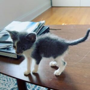 Emily Marie Palmer Instagram - If you haven’t been invested in the Heathcliff Saga, scroll on by — but if you want a very long but very joyful update… here it is. 🐾

One sunny morning last August, we went out to water our garden and were met by a tiny stray kitten. He marched right toward us, meowing the saddest little meow you’ve ever heard. The grass hardly seemed to bend under his meager weight — which the vet later told us was only 1/2 pound. 🥺 

I named the little backyard urchin Heathcliff, and now I will never again listen to Kate Bush’s Wuthering Heights without thinking of those tender, happy Summer days spent nursing this little creature back to health — taking him out on all my garden walks, and letting him sleep in the palm of my hand while I worked. 🥹

From the beginning though, I knew that keeping him was not an option. @joeyciccoline is highly allergic to cats, as are multiple close relatives of ours that we love to host in our home. Even if that weren’t the case, we sometimes have to travel often, and we worried about who we could rely on to care for him. 💔

Fast forward to January. Thanks to the sweet generosity of amazing friends, we had a forever home lined up for little Heathcliff… but things suddenly changed when my highly-cat-allergic sister came to visit. Imagine our surprise when she had ZERO reaction to Heathcliff. We realized that alllllll the allergies Joey had been having off and on had been completely unrelated to him. Somehow this little baby cat that turned up in our yard and stole our hearts ALSO turned out to be a miracle low allergen kitty. 😵

If that was not enough, our dear friend @beckalyn5 has become his beloved home away from home, so we know he’ll be safe   loved whenever we need to be away. 

I know this is a rather long explanation of a rather tiny miracle… but so many of you have been so sweet about following the journey of our little Heathcliff, and I wanted to let you know how things turned out. 

So, it’s official. Heathcliff/Phantom/Ol’ Longbody Ciccoline… welcome to the family! 🥰♥️