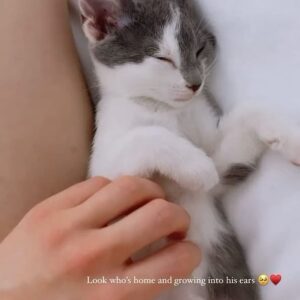 Emily Marie Palmer Instagram - If you haven’t been invested in the Heathcliff Saga, scroll on by — but if you want a very long but very joyful update… here it is. 🐾

One sunny morning last August, we went out to water our garden and were met by a tiny stray kitten. He marched right toward us, meowing the saddest little meow you’ve ever heard. The grass hardly seemed to bend under his meager weight — which the vet later told us was only 1/2 pound. 🥺 

I named the little backyard urchin Heathcliff, and now I will never again listen to Kate Bush’s Wuthering Heights without thinking of those tender, happy Summer days spent nursing this little creature back to health — taking him out on all my garden walks, and letting him sleep in the palm of my hand while I worked. 🥹

From the beginning though, I knew that keeping him was not an option. @joeyciccoline is highly allergic to cats, as are multiple close relatives of ours that we love to host in our home. Even if that weren’t the case, we sometimes have to travel often, and we worried about who we could rely on to care for him. 💔

Fast forward to January. Thanks to the sweet generosity of amazing friends, we had a forever home lined up for little Heathcliff… but things suddenly changed when my highly-cat-allergic sister came to visit. Imagine our surprise when she had ZERO reaction to Heathcliff. We realized that alllllll the allergies Joey had been having off and on had been completely unrelated to him. Somehow this little baby cat that turned up in our yard and stole our hearts ALSO turned out to be a miracle low allergen kitty. 😵

If that was not enough, our dear friend @beckalyn5 has become his beloved home away from home, so we know he’ll be safe   loved whenever we need to be away. 

I know this is a rather long explanation of a rather tiny miracle… but so many of you have been so sweet about following the journey of our little Heathcliff, and I wanted to let you know how things turned out. 

So, it’s official. Heathcliff/Phantom/Ol’ Longbody Ciccoline… welcome to the family! 🥰♥️