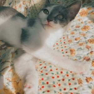 Emily Marie Palmer Instagram - If you haven’t been invested in the Heathcliff Saga, scroll on by — but if you want a very long but very joyful update… here it is. 🐾

One sunny morning last August, we went out to water our garden and were met by a tiny stray kitten. He marched right toward us, meowing the saddest little meow you’ve ever heard. The grass hardly seemed to bend under his meager weight — which the vet later told us was only 1/2 pound. 🥺 

I named the little backyard urchin Heathcliff, and now I will never again listen to Kate Bush’s Wuthering Heights without thinking of those tender, happy Summer days spent nursing this little creature back to health — taking him out on all my garden walks, and letting him sleep in the palm of my hand while I worked. 🥹

From the beginning though, I knew that keeping him was not an option. @joeyciccoline is highly allergic to cats, as are multiple close relatives of ours that we love to host in our home. Even if that weren’t the case, we sometimes have to travel often, and we worried about who we could rely on to care for him. 💔

Fast forward to January. Thanks to the sweet generosity of amazing friends, we had a forever home lined up for little Heathcliff… but things suddenly changed when my highly-cat-allergic sister came to visit. Imagine our surprise when she had ZERO reaction to Heathcliff. We realized that alllllll the allergies Joey had been having off and on had been completely unrelated to him. Somehow this little baby cat that turned up in our yard and stole our hearts ALSO turned out to be a miracle low allergen kitty. 😵

If that was not enough, our dear friend @beckalyn5 has become his beloved home away from home, so we know he’ll be safe   loved whenever we need to be away. 

I know this is a rather long explanation of a rather tiny miracle… but so many of you have been so sweet about following the journey of our little Heathcliff, and I wanted to let you know how things turned out. 

So, it’s official. Heathcliff/Phantom/Ol’ Longbody Ciccoline… welcome to the family! 🥰♥️