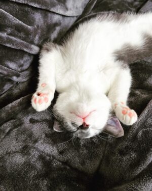 Emily Marie Palmer Instagram - If you haven’t been invested in the Heathcliff Saga, scroll on by — but if you want a very long but very joyful update… here it is. 🐾

One sunny morning last August, we went out to water our garden and were met by a tiny stray kitten. He marched right toward us, meowing the saddest little meow you’ve ever heard. The grass hardly seemed to bend under his meager weight — which the vet later told us was only 1/2 pound. 🥺 

I named the little backyard urchin Heathcliff, and now I will never again listen to Kate Bush’s Wuthering Heights without thinking of those tender, happy Summer days spent nursing this little creature back to health — taking him out on all my garden walks, and letting him sleep in the palm of my hand while I worked. 🥹

From the beginning though, I knew that keeping him was not an option. @joeyciccoline is highly allergic to cats, as are multiple close relatives of ours that we love to host in our home. Even if that weren’t the case, we sometimes have to travel often, and we worried about who we could rely on to care for him. 💔

Fast forward to January. Thanks to the sweet generosity of amazing friends, we had a forever home lined up for little Heathcliff… but things suddenly changed when my highly-cat-allergic sister came to visit. Imagine our surprise when she had ZERO reaction to Heathcliff. We realized that alllllll the allergies Joey had been having off and on had been completely unrelated to him. Somehow this little baby cat that turned up in our yard and stole our hearts ALSO turned out to be a miracle low allergen kitty. 😵

If that was not enough, our dear friend @beckalyn5 has become his beloved home away from home, so we know he’ll be safe   loved whenever we need to be away. 

I know this is a rather long explanation of a rather tiny miracle… but so many of you have been so sweet about following the journey of our little Heathcliff, and I wanted to let you know how things turned out. 

So, it’s official. Heathcliff/Phantom/Ol’ Longbody Ciccoline… welcome to the family! 🥰♥️