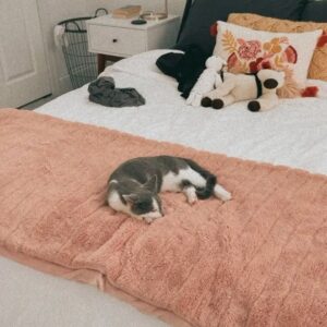Emily Marie Palmer Instagram - If you haven’t been invested in the Heathcliff Saga, scroll on by — but if you want a very long but very joyful update… here it is. 🐾

One sunny morning last August, we went out to water our garden and were met by a tiny stray kitten. He marched right toward us, meowing the saddest little meow you’ve ever heard. The grass hardly seemed to bend under his meager weight — which the vet later told us was only 1/2 pound. 🥺 

I named the little backyard urchin Heathcliff, and now I will never again listen to Kate Bush’s Wuthering Heights without thinking of those tender, happy Summer days spent nursing this little creature back to health — taking him out on all my garden walks, and letting him sleep in the palm of my hand while I worked. 🥹

From the beginning though, I knew that keeping him was not an option. @joeyciccoline is highly allergic to cats, as are multiple close relatives of ours that we love to host in our home. Even if that weren’t the case, we sometimes have to travel often, and we worried about who we could rely on to care for him. 💔

Fast forward to January. Thanks to the sweet generosity of amazing friends, we had a forever home lined up for little Heathcliff… but things suddenly changed when my highly-cat-allergic sister came to visit. Imagine our surprise when she had ZERO reaction to Heathcliff. We realized that alllllll the allergies Joey had been having off and on had been completely unrelated to him. Somehow this little baby cat that turned up in our yard and stole our hearts ALSO turned out to be a miracle low allergen kitty. 😵

If that was not enough, our dear friend @beckalyn5 has become his beloved home away from home, so we know he’ll be safe   loved whenever we need to be away. 

I know this is a rather long explanation of a rather tiny miracle… but so many of you have been so sweet about following the journey of our little Heathcliff, and I wanted to let you know how things turned out. 

So, it’s official. Heathcliff/Phantom/Ol’ Longbody Ciccoline… welcome to the family! 🥰♥️