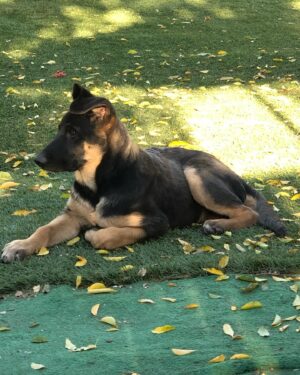 Emily Rios Instagram - My sweet Samson. You were the best boy. Thank you for showering us with all of your love. We’re going to miss you but I’m glad you’re no longer suffering. I know you’re getting all your favorite treats… as you should be. I’ll love you forever, my handsome boy.
