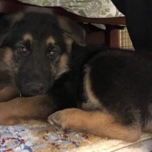 Emily Rios Instagram - I named him Oso because he’s going to be as big as an oso.