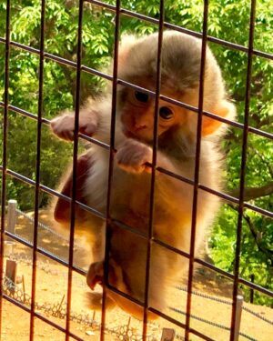 Emily Rios Instagram - Arashiyama Bamboo Grove & Iwatayama Monkey Park in Kyoto, Japan