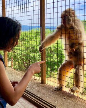 Emily Rios Instagram - Arashiyama Bamboo Grove & Iwatayama Monkey Park in Kyoto, Japan