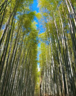 Emily Rios Instagram - Arashiyama Bamboo Grove & Iwatayama Monkey Park in Kyoto, Japan