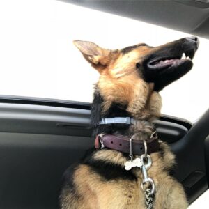 Emily Rios Instagram - Oso, you were with us for a short year and a half but gave us love and memories for a lifetime. You were the sweetest, most gentle, and caring dog we’ve had the pleasure of having. You helped save me and I’m sorry I couldn’t save you. We loved the fuck out of you and I know you loved the shit out of all of us. I know you’re no longer suffering and finally at peace. You’ll have all the balls in the world to play with wherever you go. Love you, Oso precioso.