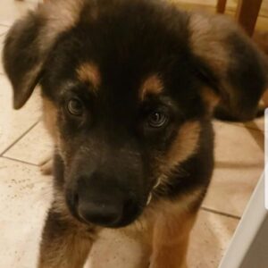 Emily Rios Instagram - Oso, you were with us for a short year and a half but gave us love and memories for a lifetime. You were the sweetest, most gentle, and caring dog we’ve had the pleasure of having. You helped save me and I’m sorry I couldn’t save you. We loved the fuck out of you and I know you loved the shit out of all of us. I know you’re no longer suffering and finally at peace. You’ll have all the balls in the world to play with wherever you go. Love you, Oso precioso.