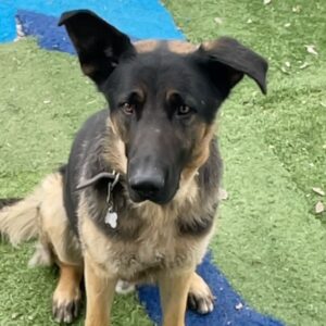 Emily Rios Instagram - My sweet Samson. You were the best boy. Thank you for showering us with all of your love. We’re going to miss you but I’m glad you’re no longer suffering. I know you’re getting all your favorite treats… as you should be. I’ll love you forever, my handsome boy.