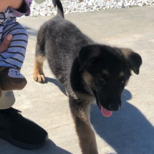 Emily Rios Instagram - Oso, you were with us for a short year and a half but gave us love and memories for a lifetime. You were the sweetest, most gentle, and caring dog we’ve had the pleasure of having. You helped save me and I’m sorry I couldn’t save you. We loved the fuck out of you and I know you loved the shit out of all of us. I know you’re no longer suffering and finally at peace. You’ll have all the balls in the world to play with wherever you go. Love you, Oso precioso.