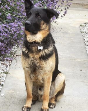 Emily Rios Instagram - My sweet Samson. You were the best boy. Thank you for showering us with all of your love. We’re going to miss you but I’m glad you’re no longer suffering. I know you’re getting all your favorite treats… as you should be. I’ll love you forever, my handsome boy.