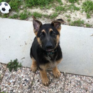 Emily Rios Instagram - Oso, you were with us for a short year and a half but gave us love and memories for a lifetime. You were the sweetest, most gentle, and caring dog we’ve had the pleasure of having. You helped save me and I’m sorry I couldn’t save you. We loved the fuck out of you and I know you loved the shit out of all of us. I know you’re no longer suffering and finally at peace. You’ll have all the balls in the world to play with wherever you go. Love you, Oso precioso.