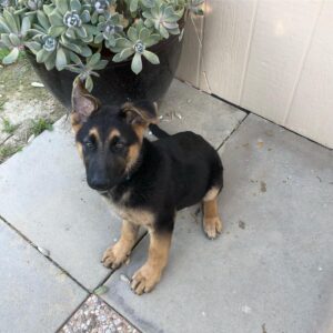 Emily Rios Instagram - Oso, you were with us for a short year and a half but gave us love and memories for a lifetime. You were the sweetest, most gentle, and caring dog we’ve had the pleasure of having. You helped save me and I’m sorry I couldn’t save you. We loved the fuck out of you and I know you loved the shit out of all of us. I know you’re no longer suffering and finally at peace. You’ll have all the balls in the world to play with wherever you go. Love you, Oso precioso.
