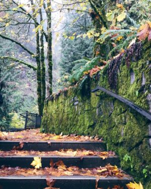 Emily Serpico Instagram - Oregon is everything I dreamt it would be 🌿 I feel so inspired #oregon #portland #multnomahfalls #moss #waterfall