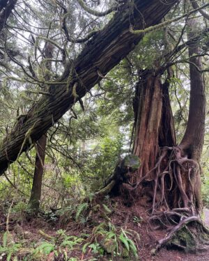 Emily Tennant Instagram - Ucluelet —> Tofino