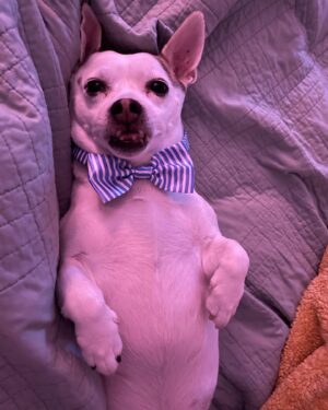 Emily Whitmire Instagram - I never thought me and Bruce wanted another dog. I was so wrong. Guero is such a blessing. Poor Bruce doesn’t hear anymore so it’s good having this little guy to help Bruce stay in tune with what’s going on. It’s also good knowing they have each other while I’m at work. I feel so lucky this little guy found his way into my life. #chihuahua #chihuahuasofinstagram #chihuahuas #chihuahualove #dogs #dogsofinstagram #boxers #boxersofinstagram #boxerlove