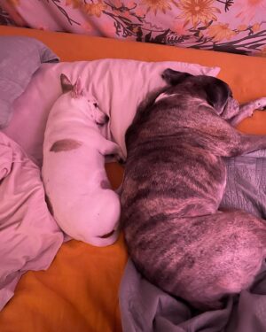 Emily Whitmire Instagram - I never thought me and Bruce wanted another dog. I was so wrong. Guero is such a blessing. Poor Bruce doesn’t hear anymore so it’s good having this little guy to help Bruce stay in tune with what’s going on. It’s also good knowing they have each other while I’m at work. I feel so lucky this little guy found his way into my life. #chihuahua #chihuahuasofinstagram #chihuahuas #chihuahualove #dogs #dogsofinstagram #boxers #boxersofinstagram #boxerlove