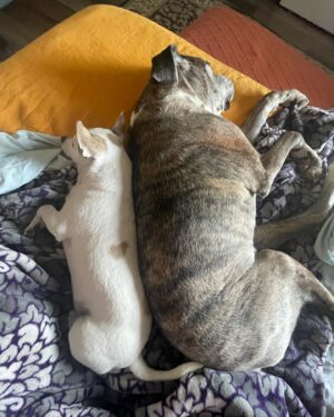 Emily Whitmire Instagram - I never thought me and Bruce wanted another dog. I was so wrong. Guero is such a blessing. Poor Bruce doesn’t hear anymore so it’s good having this little guy to help Bruce stay in tune with what’s going on. It’s also good knowing they have each other while I’m at work. I feel so lucky this little guy found his way into my life. #chihuahua #chihuahuasofinstagram #chihuahuas #chihuahualove #dogs #dogsofinstagram #boxers #boxersofinstagram #boxerlove
