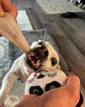 Emily Whitmire Instagram - I never thought me and Bruce wanted another dog. I was so wrong. Guero is such a blessing. Poor Bruce doesn’t hear anymore so it’s good having this little guy to help Bruce stay in tune with what’s going on. It’s also good knowing they have each other while I’m at work. I feel so lucky this little guy found his way into my life. #chihuahua #chihuahuasofinstagram #chihuahuas #chihuahualove #dogs #dogsofinstagram #boxers #boxersofinstagram #boxerlove