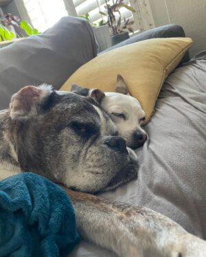 Emily Whitmire Instagram - I never thought me and Bruce wanted another dog. I was so wrong. Guero is such a blessing. Poor Bruce doesn’t hear anymore so it’s good having this little guy to help Bruce stay in tune with what’s going on. It’s also good knowing they have each other while I’m at work. I feel so lucky this little guy found his way into my life. #chihuahua #chihuahuasofinstagram #chihuahuas #chihuahualove #dogs #dogsofinstagram #boxers #boxersofinstagram #boxerlove