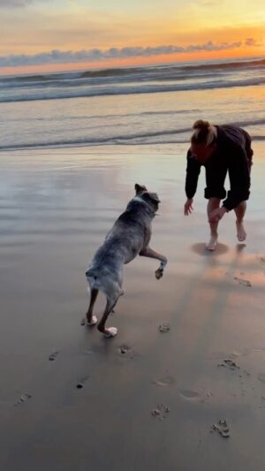 Emily Whitmire Instagram - It’s true Brucey 😚 Te amo mucho sweetheart! #boxersofinstagram #girlsbestfriend #boxerlove #petstagram #beachlife #oneinamillion #boxers
