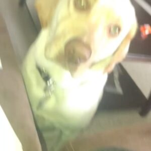 Emma Rayne Lyle Instagram - these past few days have been some of the worst days of my life. whitey, my honey bunches of oats baby, i love you as if you were my child. and you acted like you were. my big lap dog, had no idea what personal space was and i didn’t mind a bit. you wanted to be as close to the ones you loved as you possibly could be. didn’t have a bad bone in your body, wouldn’t hurt a fly. you were all bark when it came to men though ! always protected us. sweetest, most perfect dog i’ll ever know. you were always there giving me kisses and cuddles when i was struggling, never failed to make me feel better. you always wanted your paw held and i held it all the way to the end. i miss seeing your chunky face already and you smothering me with all 110 lbs of your cute self. what happened to you was so unexpected and i’m so sorry if you were in pain. you were such a lover and just wanted your family to be happy, i’m not sure you would have showed us you were hurting even if you were. my heart is shattered without you in this world with me anymore. i would give so much to have one more full day giving you love and doing whatever you wanted. i keep on hoping this is just a nightmare and i’m going to wake up soon and see your big smile and whole body wiggling in happiness. i’m glad i was lucky enough to have a dog like you for 6 and a half beautiful years and was with you until your last breath to say goodbye. you are family, apart of the OG5 and always will be. best big brother to boodie, he’s missing you so much already. no dog could ever replace you bub, i promise. i know you’re happy and healthy now, inhaling pup cups and running around with a bone in your mouth, proudly showing it off to everyone. i’ll see you again soon bubba. i love you endlessly. you’re such a good boy.