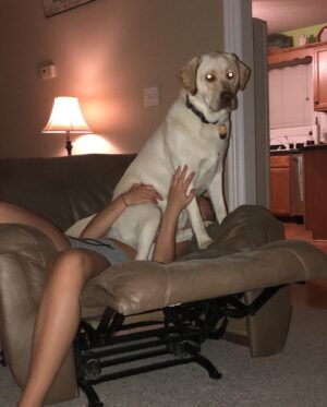 Emma Rayne Lyle Instagram - these past few days have been some of the worst days of my life. whitey, my honey bunches of oats baby, i love you as if you were my child. and you acted like you were. my big lap dog, had no idea what personal space was and i didn’t mind a bit. you wanted to be as close to the ones you loved as you possibly could be. didn’t have a bad bone in your body, wouldn’t hurt a fly. you were all bark when it came to men though ! always protected us. sweetest, most perfect dog i’ll ever know. you were always there giving me kisses and cuddles when i was struggling, never failed to make me feel better. you always wanted your paw held and i held it all the way to the end. i miss seeing your chunky face already and you smothering me with all 110 lbs of your cute self. what happened to you was so unexpected and i’m so sorry if you were in pain. you were such a lover and just wanted your family to be happy, i’m not sure you would have showed us you were hurting even if you were. my heart is shattered without you in this world with me anymore. i would give so much to have one more full day giving you love and doing whatever you wanted. i keep on hoping this is just a nightmare and i’m going to wake up soon and see your big smile and whole body wiggling in happiness. i’m glad i was lucky enough to have a dog like you for 6 and a half beautiful years and was with you until your last breath to say goodbye. you are family, apart of the OG5 and always will be. best big brother to boodie, he’s missing you so much already. no dog could ever replace you bub, i promise. i know you’re happy and healthy now, inhaling pup cups and running around with a bone in your mouth, proudly showing it off to everyone. i’ll see you again soon bubba. i love you endlessly. you’re such a good boy.