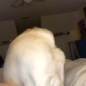 Emma Rayne Lyle Instagram - these past few days have been some of the worst days of my life. whitey, my honey bunches of oats baby, i love you as if you were my child. and you acted like you were. my big lap dog, had no idea what personal space was and i didn’t mind a bit. you wanted to be as close to the ones you loved as you possibly could be. didn’t have a bad bone in your body, wouldn’t hurt a fly. you were all bark when it came to men though ! always protected us. sweetest, most perfect dog i’ll ever know. you were always there giving me kisses and cuddles when i was struggling, never failed to make me feel better. you always wanted your paw held and i held it all the way to the end. i miss seeing your chunky face already and you smothering me with all 110 lbs of your cute self. what happened to you was so unexpected and i’m so sorry if you were in pain. you were such a lover and just wanted your family to be happy, i’m not sure you would have showed us you were hurting even if you were. my heart is shattered without you in this world with me anymore. i would give so much to have one more full day giving you love and doing whatever you wanted. i keep on hoping this is just a nightmare and i’m going to wake up soon and see your big smile and whole body wiggling in happiness. i’m glad i was lucky enough to have a dog like you for 6 and a half beautiful years and was with you until your last breath to say goodbye. you are family, apart of the OG5 and always will be. best big brother to boodie, he’s missing you so much already. no dog could ever replace you bub, i promise. i know you’re happy and healthy now, inhaling pup cups and running around with a bone in your mouth, proudly showing it off to everyone. i’ll see you again soon bubba. i love you endlessly. you’re such a good boy.